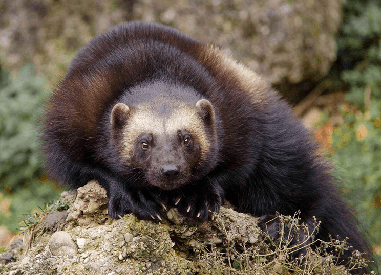 Wolverine - the Arctic animal