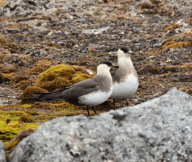 The Arctic skua mate for life