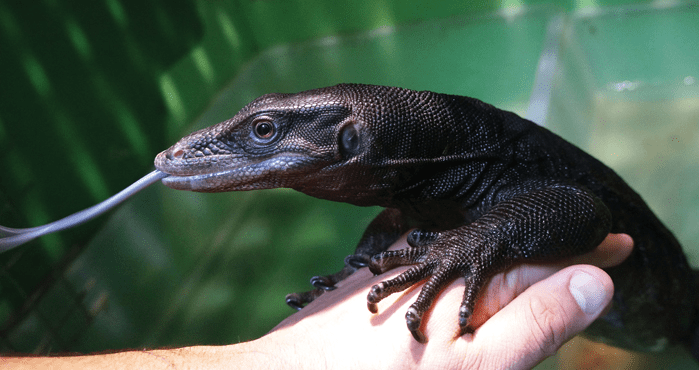 A monitor lizard in hand
