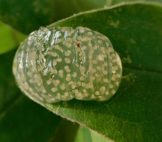 The caddisfly egg mass
