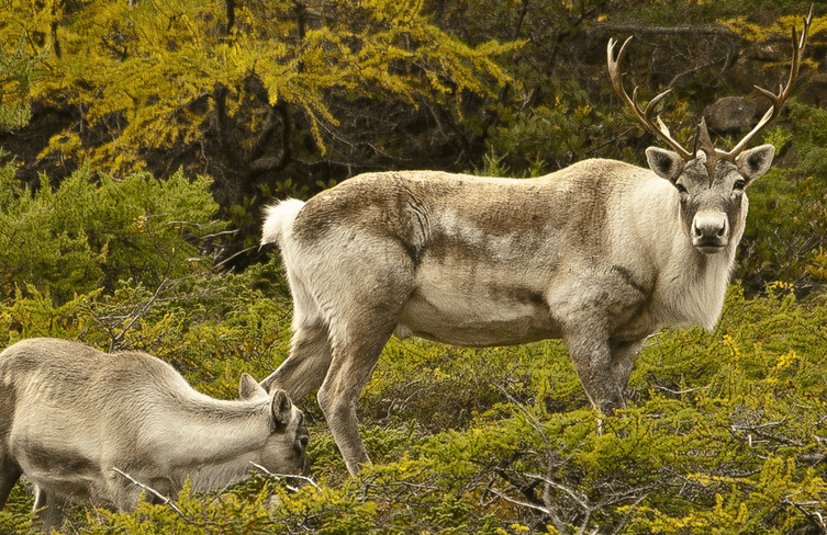 The female caribou