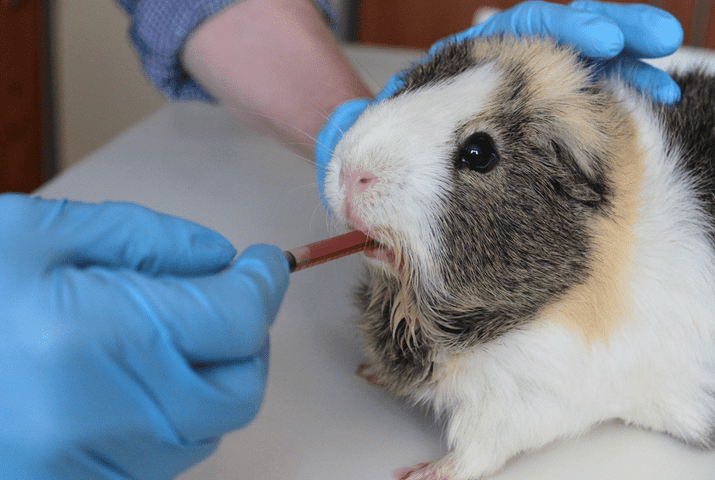 How to take good care of guinea pigs