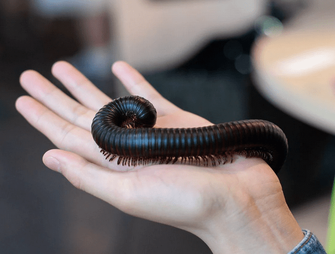 A millipede is held in hand