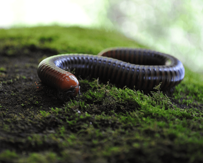 A millipede in soil