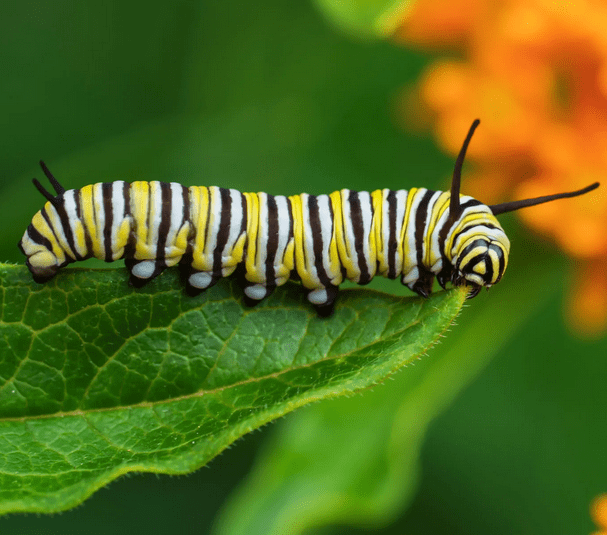 The monarch butterfly caterpillar is eating milkweed