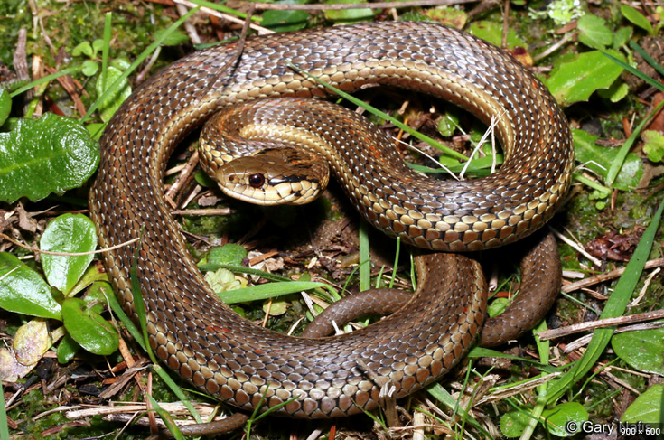 The look of a northwestern garter snake
