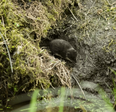 Water shrew in the burrow