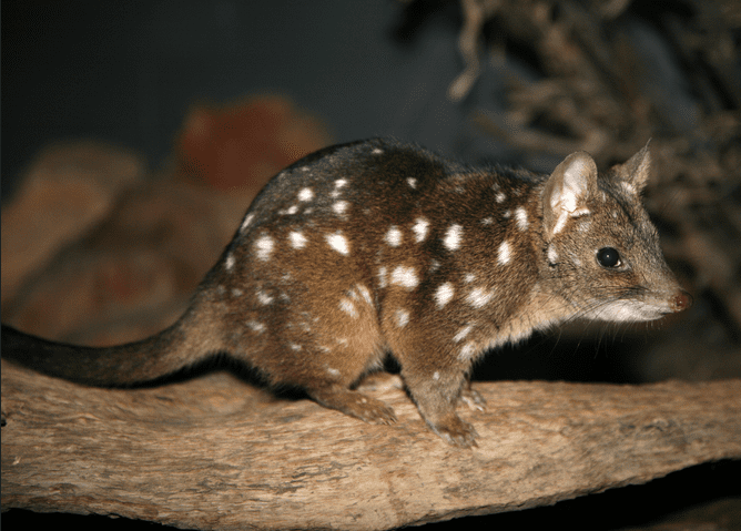 The western quoll