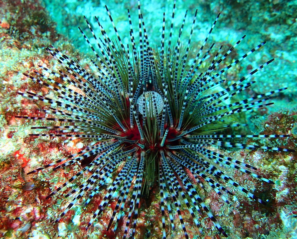 The banded sea urchin