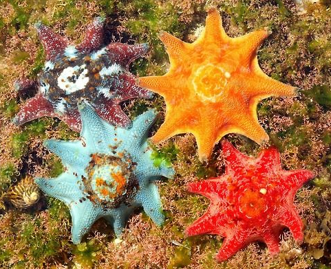 The colorful carpet sea star