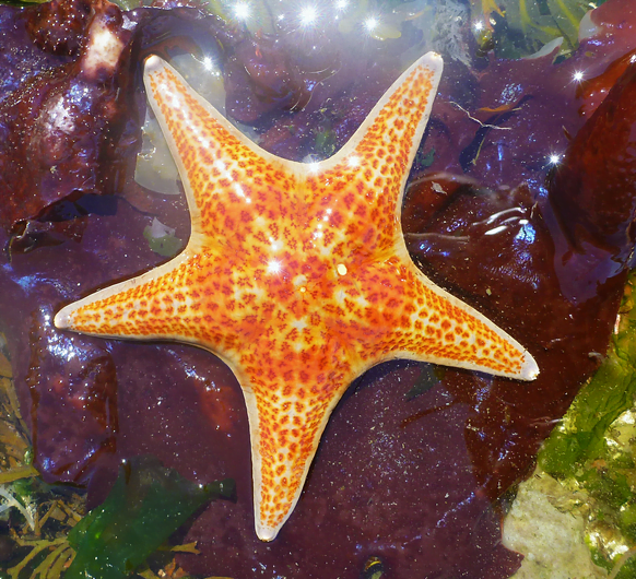The Leather sea star