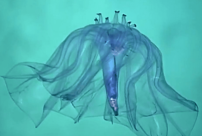 The Pelagothuria natatrix swim along the ocean, finding food