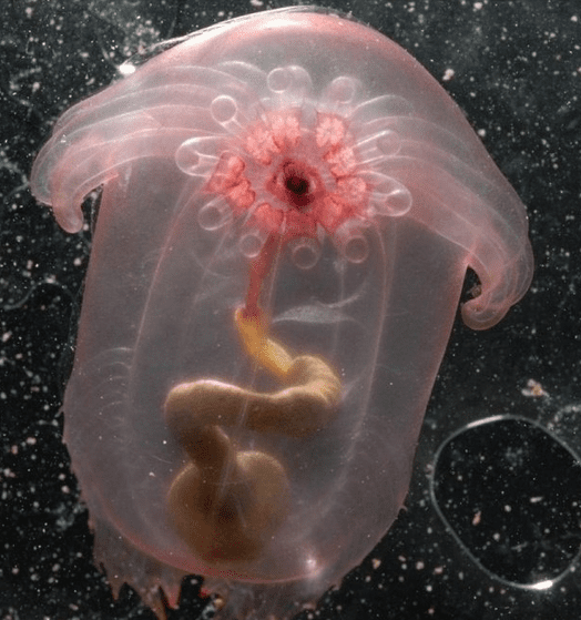 The weird creatures under the sea