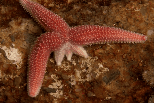 Starfish are regenerating their arms