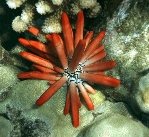 Red slate pencil sea urchin
