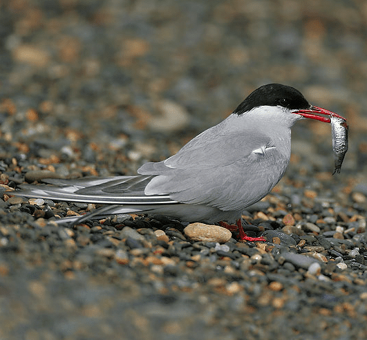 An Arctic tern is eating fish