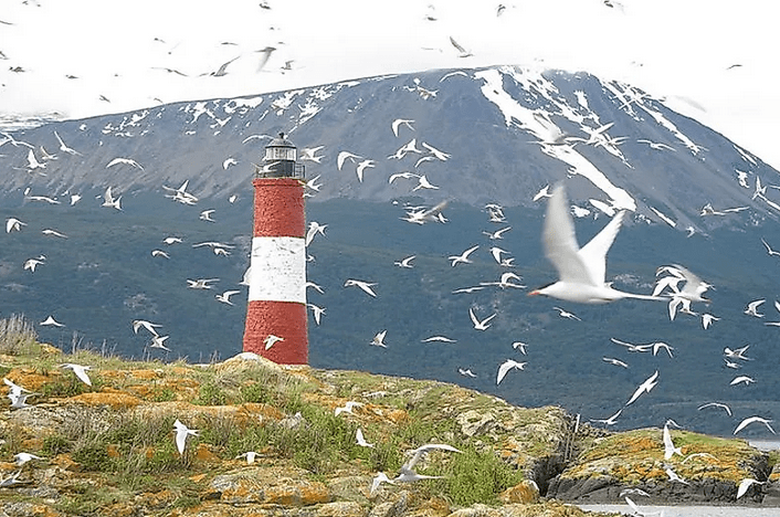 The Arctic tern migrate