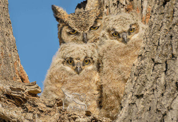 A family of the great horned owl