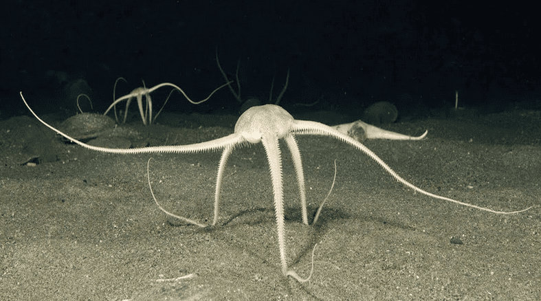 The brittle star is walking