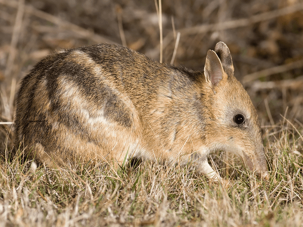 The eastern and western barred bandicoot are two of marsupial animals