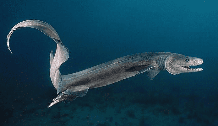 The frilled shark life cycle