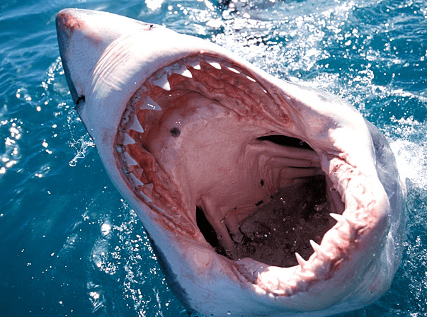 The great white shark open mouth