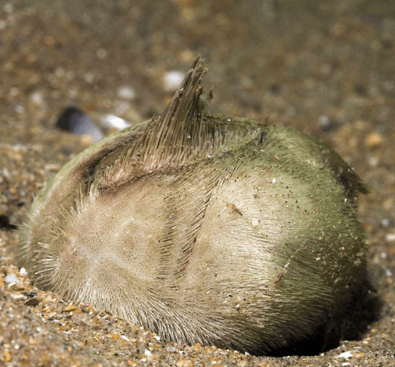Heart urchin - one of weird types of sea urchins