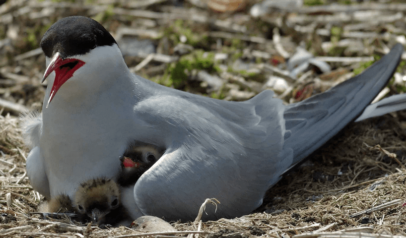 The Arctic tern mother and her chicks