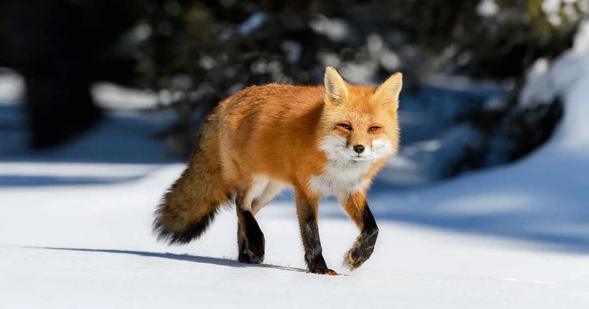 Red Fox Facts They're Genius Hunters with Remarkable Hunting Tactics