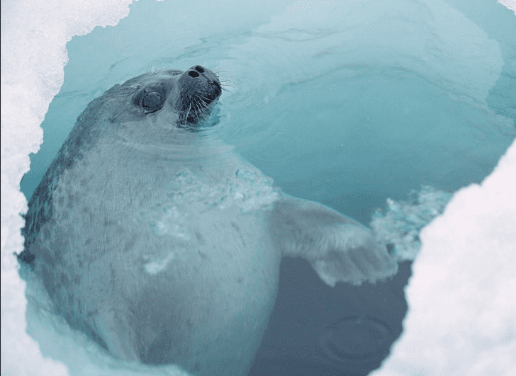 The ringed seal and its breathing hole