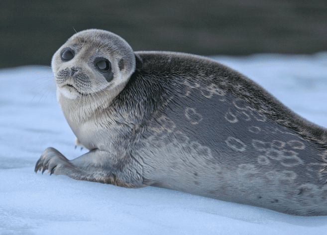 A ringed seal look like