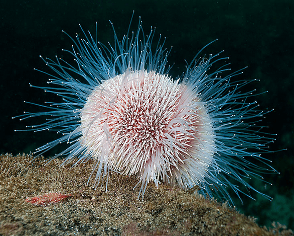 Sea urchin adaptions