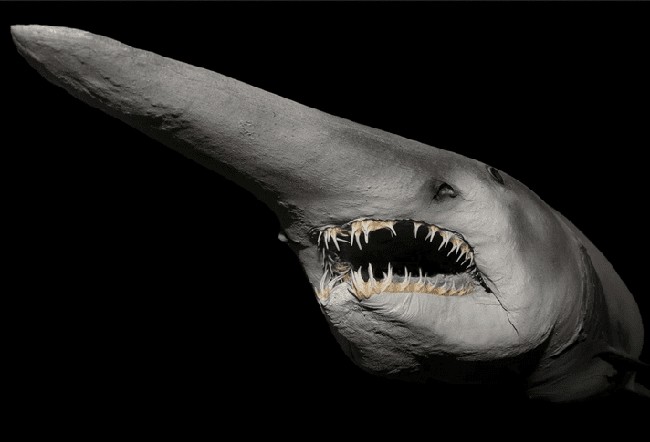 The real goblin shark has a long snout