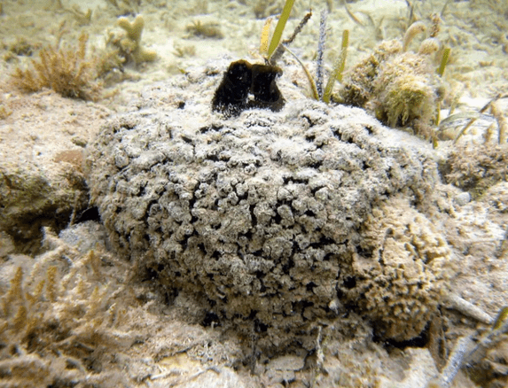 The Caribbean sea sponge Tectitethya crypta