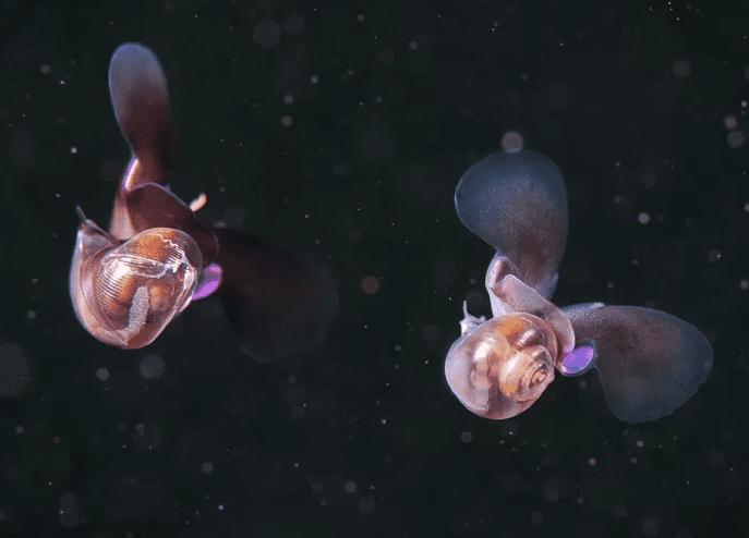 A pair of sea butterfly