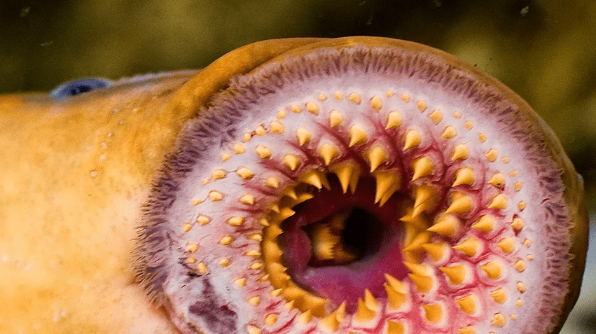 The mouth of lamprey fish