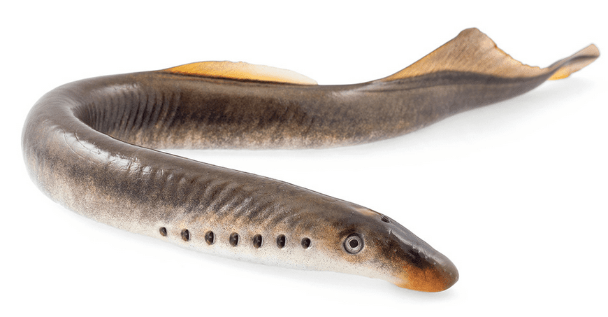A lamprey looks like an eel