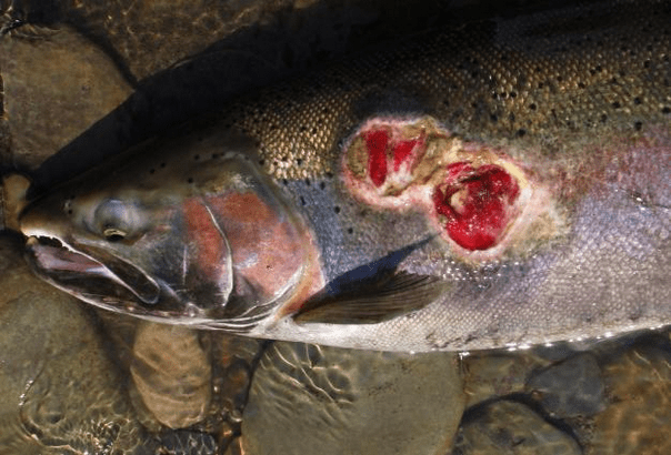 Lamprey on fish and their wounds